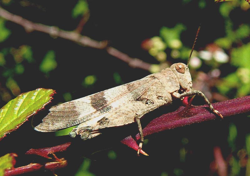 Oedipoda coerulescens